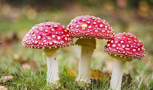 吃瓜网爆料黑料蘑菇视频,蘑菇视频黑料事件引发热议